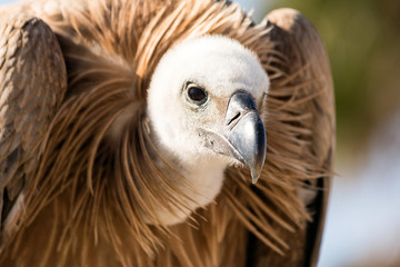 Vulture portrait close-up
