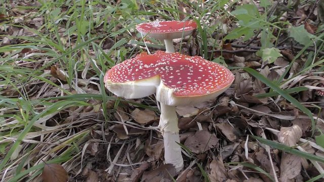Fliegenpilze 4k