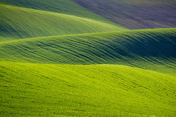 Rolling hills of green wheat fields. Amazing fairy minimalistic landscape with waves hills, rolling hills. Abstract nature background. South Moravia, Czech Republic