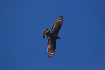 Flying eagle in the sky