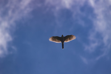 Flying eagle in the sky