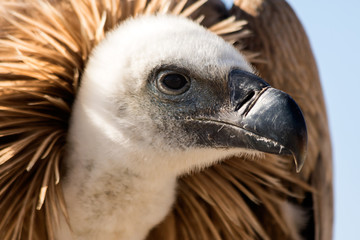 Vulture portrait close-up