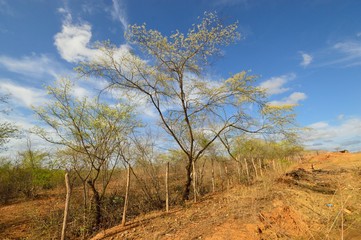 Jurema 1