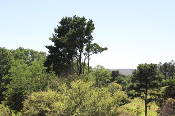 vegetation and sky in the mountains in summer