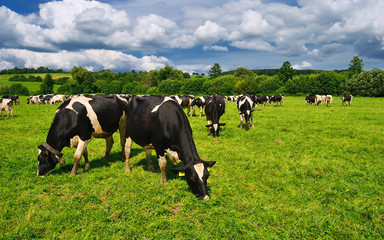 Fototapeta premium Cows grazing on a green summer meadow, grassland near Porva, Vinye in Bakony Mountain and Forest, Hungary