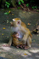 Mom and baby monkeys