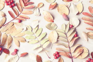 Rustic autumn background made of colorful fallen leaves and berries. Copy space for text.