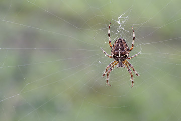 European garden spider 