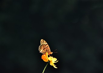 コスモスとヒョウモンチョウとコピースペース
