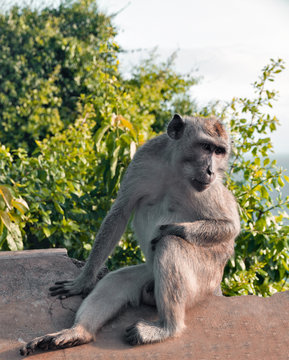 Monkey