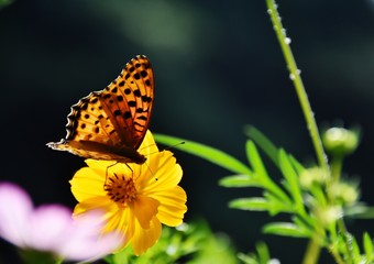 コスモスとヒョウモンチョウとコピースペース
