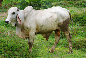 Thai bull