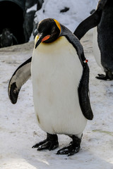 A King penguin standing on the snow  in winter season ,Japan.Vertical photo.
