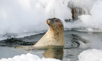 Seal in water on sunny day in Hokkaido ,Japan.