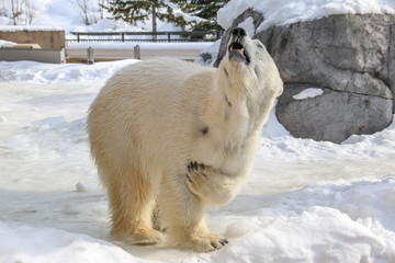 Polar bear on snow  in Hokkaido ,Japan.