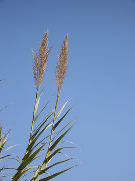 pennacchi ferso il cielo