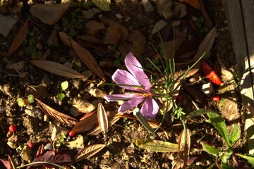fiori zafferano