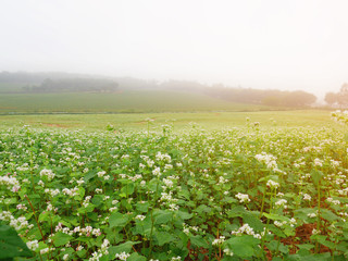 Beautiful scenery of large buckwheat field showing white buckwheat flowers in bloom