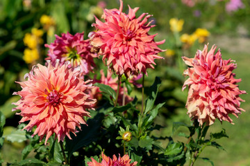 Flowers  dahlia in the garden