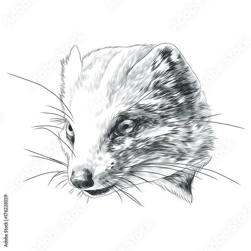 "mongoose sketch vector graphics head monochrome blackand