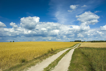 Long road between fields of cereals