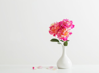pink roses in vase on white background