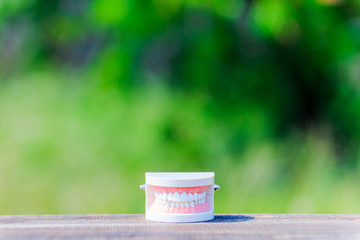 歯の模型と緑ボケ背景