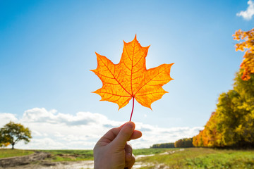 Maple leaf in hand against sky background