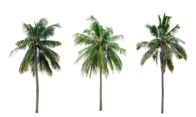 collection coconut tree isolated isolated on white background