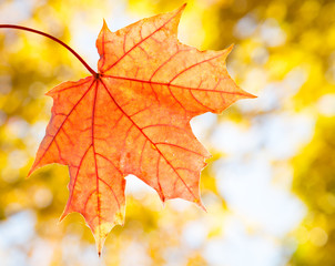 Naklejka na ściany i meble Maple leaf on blurred background of autumn leaves