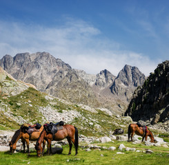 eco-friendly active tourism tour with horses in the mountains of Maritime Alps National Park...