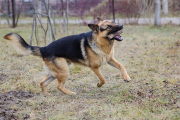 Big brown dog playing with wooden stick