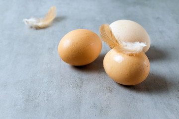 Bird eggs on a concrete,stone or slate background.Top view with copy space.