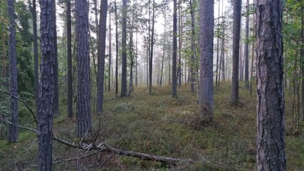 Obraz premium Forest