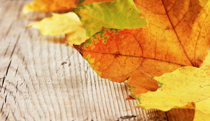 autumn maple leaves on old wooden board