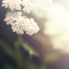 gentle light soft wildflowers at sunrise