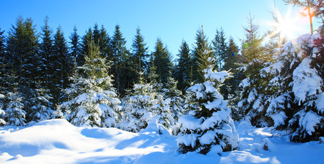 Sunset in winter forest.