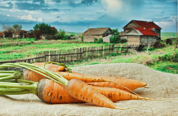 carrots on the background of rural areas