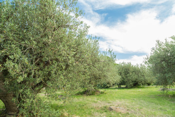 Fototapeta na wymiar Olive tree field