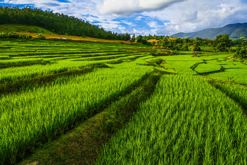 Fototapeta na wymiar Rice terrace and Rice field