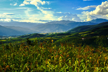 Rice terrace and Rice field