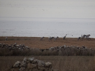 Crane migration in gallocanta spain