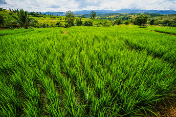 Fototapeta premium Rice terrace and Rice field