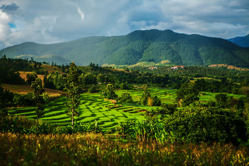 Rice terrace and Rice field