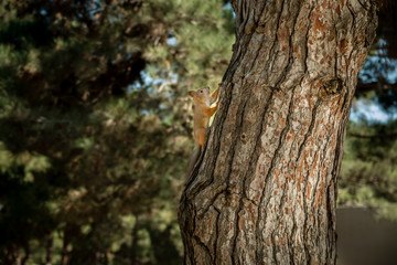 Squirrel running fast up to the tree