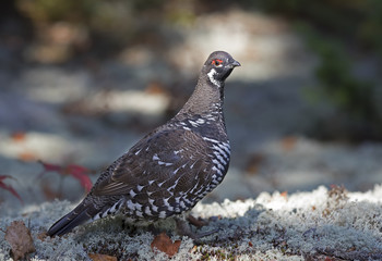 Spruce grouse male (Falcipennis canadensis) posing in lichen in Algonquin Park, Canada