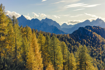 Magnificent view with golden larch forest in the foreground and high mountains in the background.