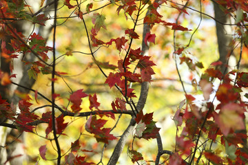 CLose Up Leaves