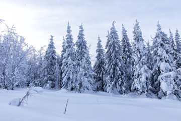 Winter forest