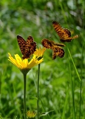 Drei Schmetterlinge auf einer gelben Blume